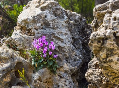 Winter flowers, cyclamates flower in close up under the rock clipart