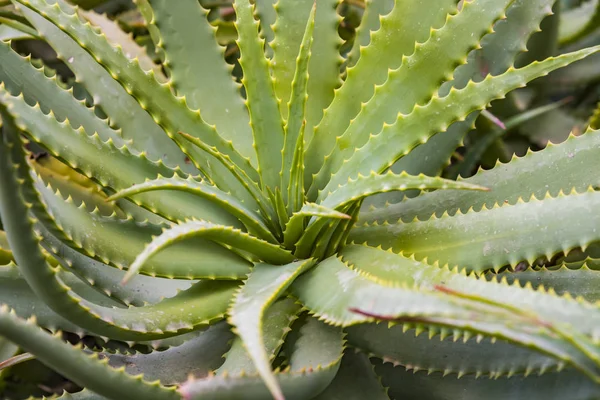 Aloe vera plantes, plantes vertes tropicales tolèrent le temps chaud. aloès — Photo