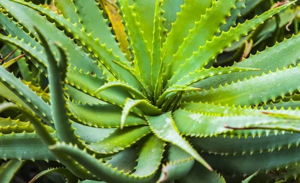 Aloe vera plantes, plantes vertes tropicales tolèrent le temps chaud. aloès — Photo