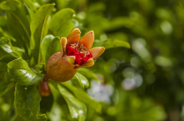 Pomegranate in blossom in botanica