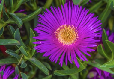 Grup carpobrotus mantarı çiçek
