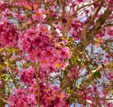Pembe IPE veya pembe lapacho, Tabebuia avellanedae veya Handroanthus impetiginosus