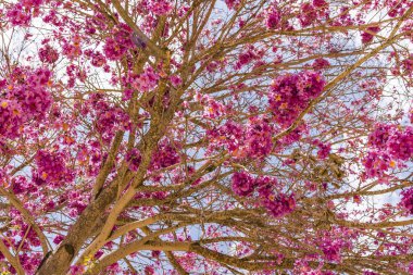 Pembe IPE veya pembe lapacho, Tabebuia avellanedae veya Handroanthus impetiginosus