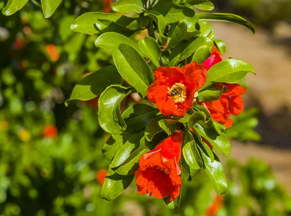 Melograno in fiore in botanica — Foto Stock