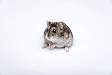 Beyaz arka plan önünde Rus hamster
