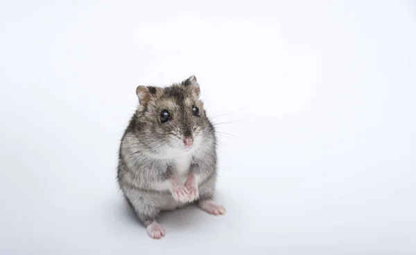 Beyaz arka plan önünde Rus hamster