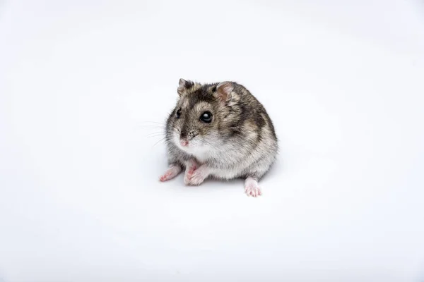 Hamster russe devant fond blanc — Photo