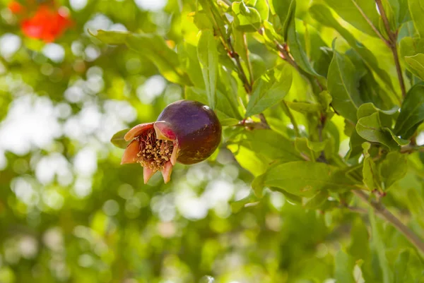 Melograno in fiore in botanica — Foto Stock