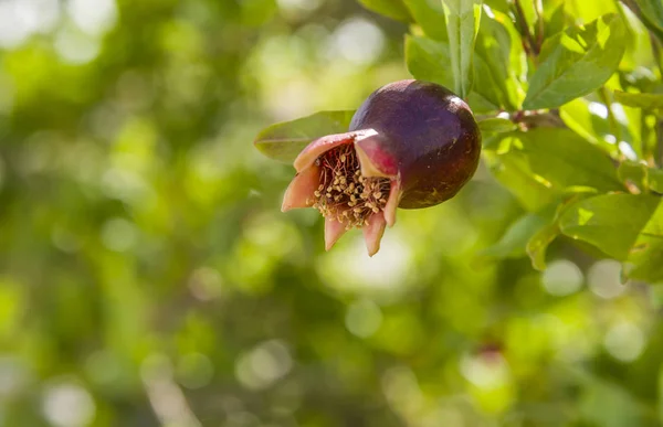 Granaatappel in bloei komt in botanica — Stockfoto