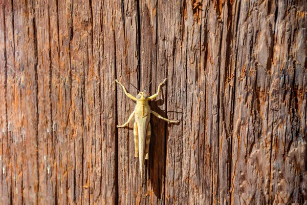 Desert locust brown, lábak, állat, — Stock Fotó