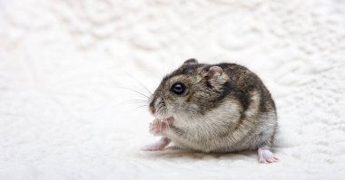 Bir kesme tahtası üzerinde ekmek yeme cüce hamster seribaşı