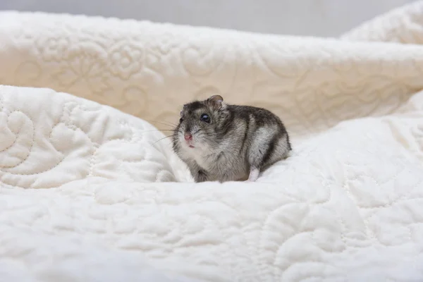 Russische hamster voor witte achtergrond — Stockfoto