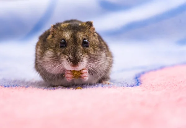 Dwarf hamster eating seeded bread on a chopping board — Stock Photo, Image