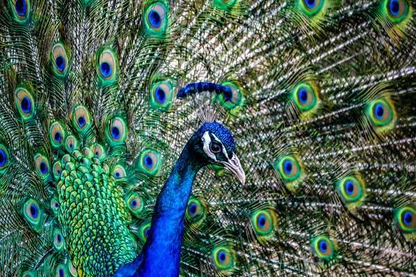 Retrato de hermoso pavo real con plumas —  Fotos de Stock