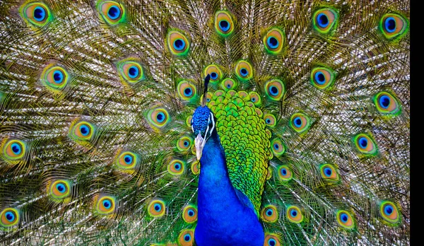 Retrato de hermoso pavo real con plumas —  Fotos de Stock