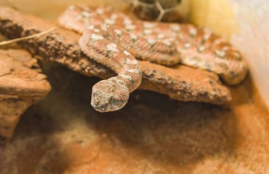 Halı Viper Malaya çukur engerek yılan kum üzerinde