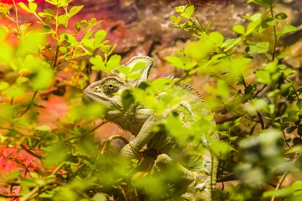 Camouflaged green chameleon behind the leaves in a natural environment. — Stock Photo, Image
