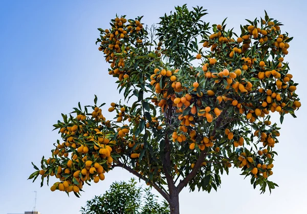 Piccole arance arancio mandarino o mandarino — Foto Stock
