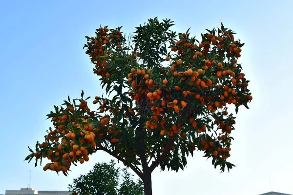 Malé oranžové mandarinky nebo pomeranče mandarinky — Stock fotografie