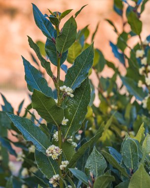Defne yaprağı Ross çiçeklenme.