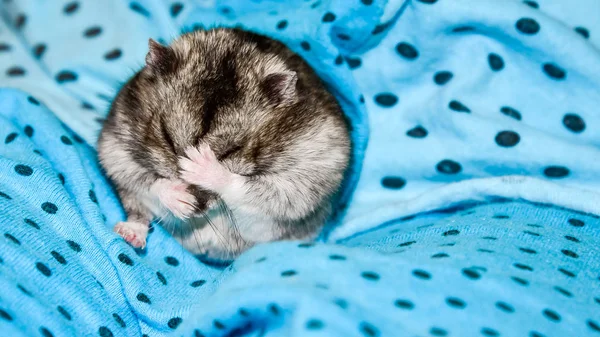 Hamster gris lave sur un fond bleu . — Photo