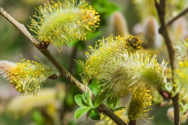 portre sarı bir çiçek üzerinde çalışan bir arı