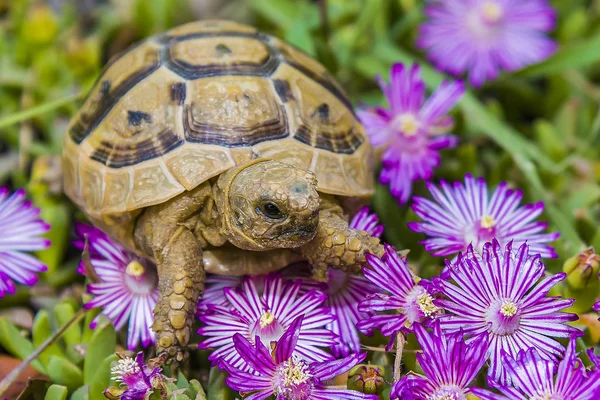 Tortue se cache dans l'herbe parmi les fleurs au printemps en Israël — Photo