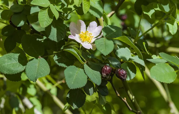 Плоды шиповника с листьями и белым цветком на белом фоне Витамин С — стоковое фото