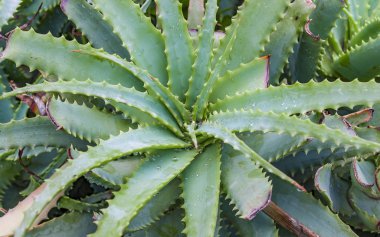 aloe vera bitki, tropikal yeşil bitkiler sıcak hava hoş..