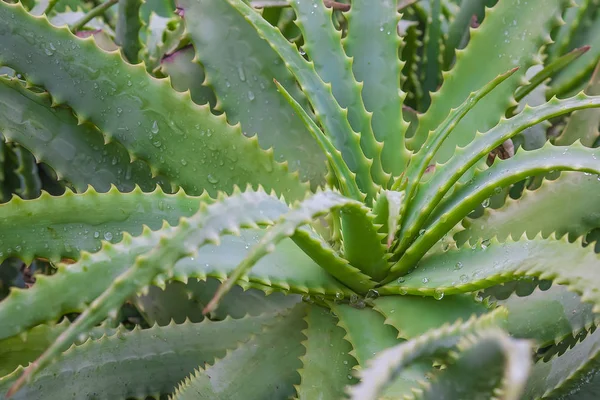 Rostliny Aloe vera, tropické rostliny tolerovat teplé počasí. — Stock fotografie