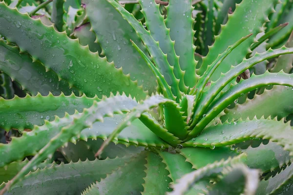 Aloe vera plantes, plantes vertes tropicales tolèrent le temps chaud . — Photo