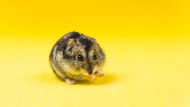 Hamster gri Sibirya sarı bir arka plan üzerinde. yiyor