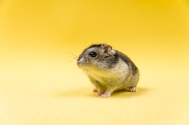 Hamster gri Sibirya sarı bir arka plan üzerinde. yiyor