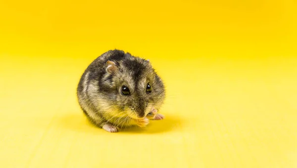 Hamster grijze Siberische op een gele achtergrond. eet — Stockfoto