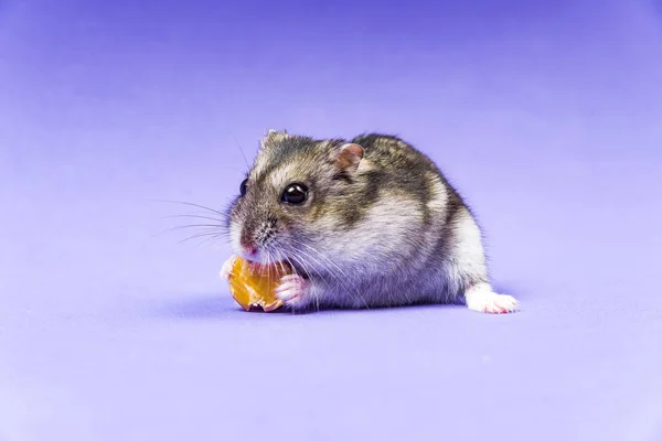 Hamster gray Siberian on a Lilac Blue background. eats — Stock Photo, Image
