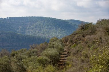 Kudüs dağlarında zeytin ağaçları.