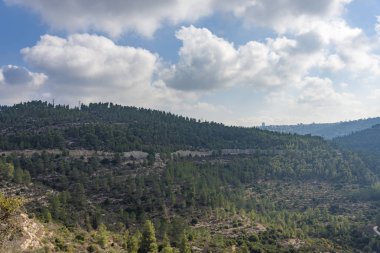 Kudüs dağlarında zeytin ağaçları.
