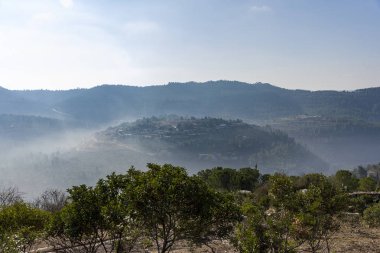 Kudüs dağlarında zeytin ağaçları.