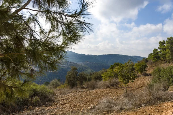 Aceitunas olivos en las montañas de Jerusalén . — Foto de Stock