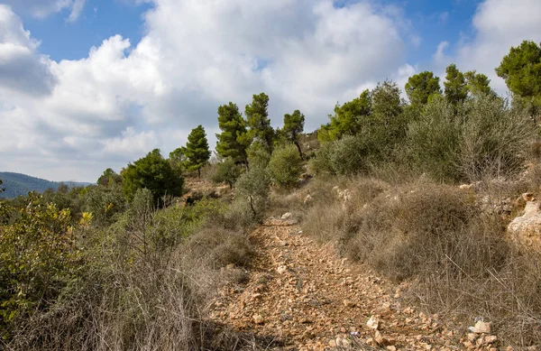 Aceitunas olivos en las montañas de Jerusalén . — Foto de Stock