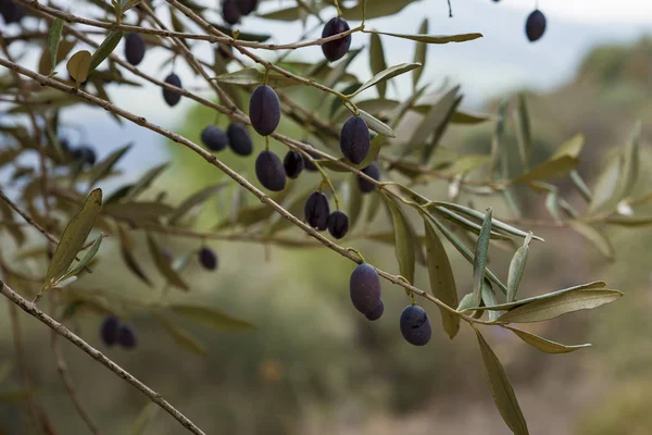 Olives olive trees in the mountains of Jerusalem. — ストック写真