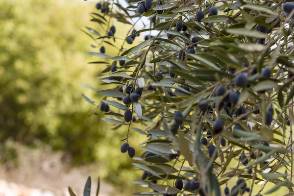 Ulivi tra le montagne di Gerusalemme . — Foto Stock