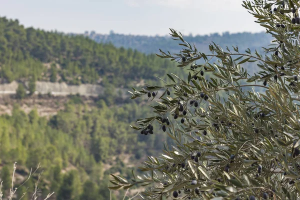 Aceitunas olivos en las montañas de Jerusalén . — Foto de Stock