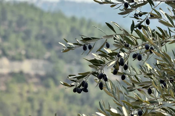 Ulivi tra le montagne di Gerusalemme . — Foto Stock