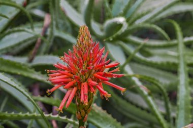 Blossoming thrickets of a herb Aloe Vera clipart