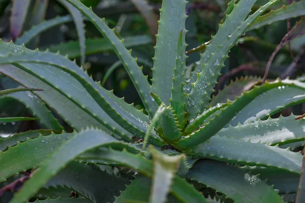 Leaves' bush Aloe vera bush aloe faith. — Stock Photo, Image