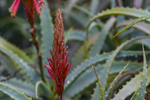Thrickets florescentes de uma erva Aloe Vera — Fotografia de Stock