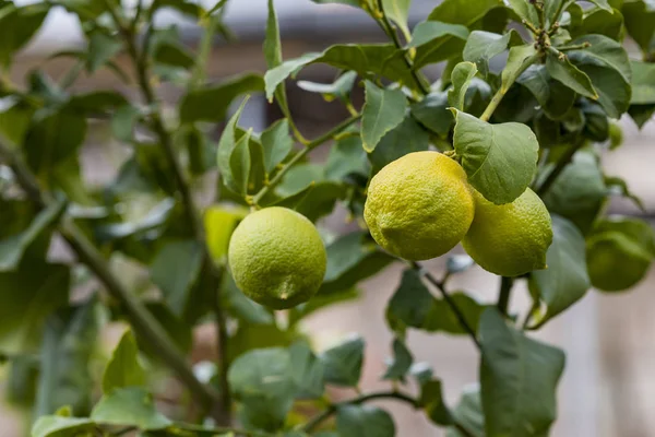 Limone o tiglio biologico in Thailandia, con tre lime su ramo — Foto Stock