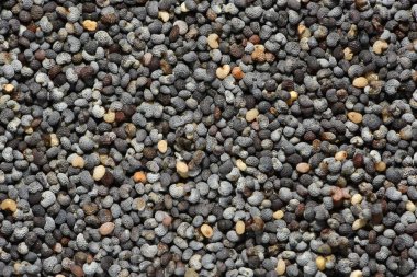 Arka plan olarak kurutulmuş haşhaş tohumları. Poppy Tohumları Makro Arkaplanı.