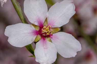 Badem çiçeği, arka plan, ağaç desenli doğa.